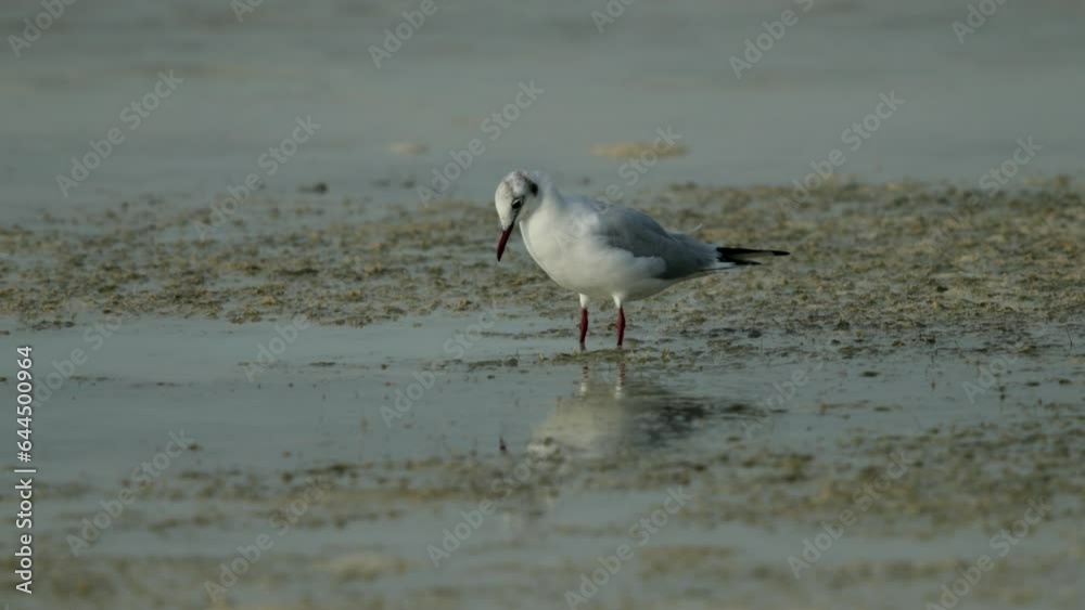 Black-headed gull feeding by churning the water from leg Black-headed gull feeding by churning the water from leg