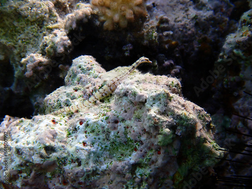 Underwater photo of yellow-banded pipefish - (Corythoichthys flavofasciatus) photo