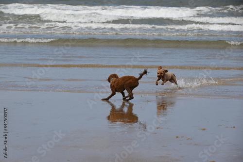 Irish doodle chasing red cockapoo on beach