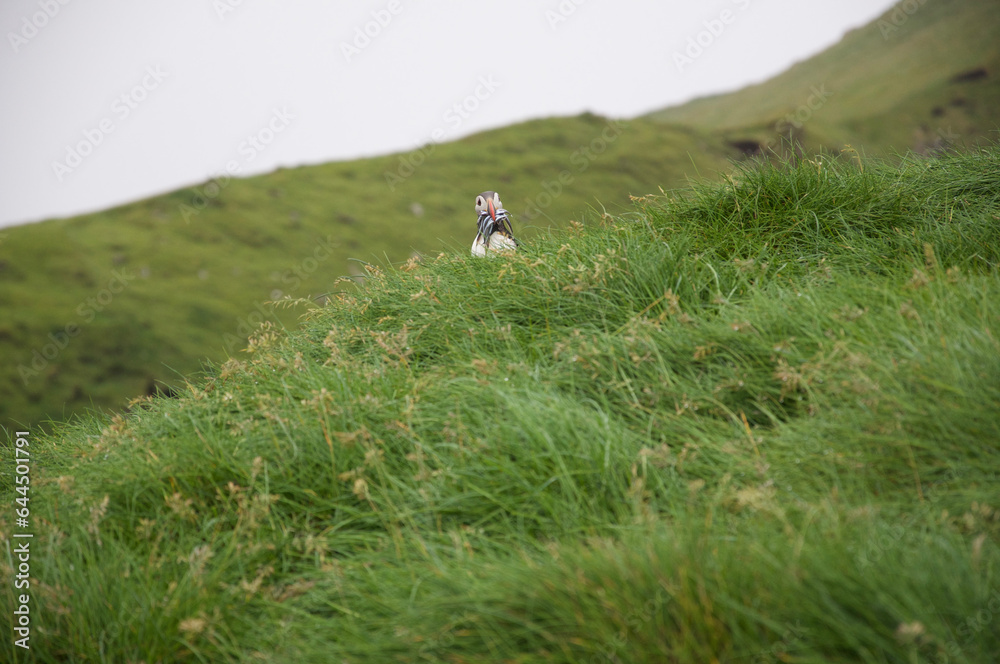 Obraz premium Faroer Islands: puffins