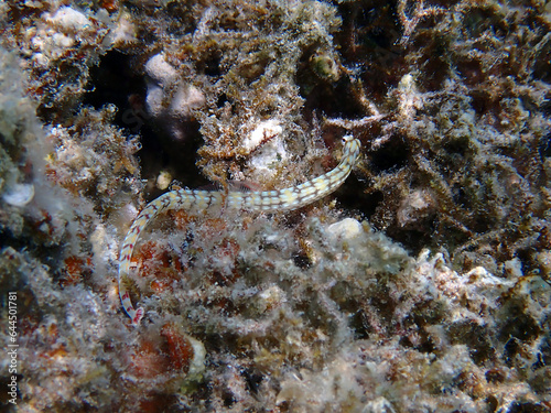 Underwater photo of yellow-banded pipefish - (Corythoichthys flavofasciatus) photo