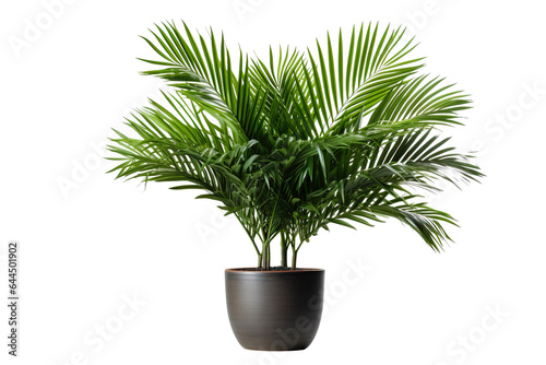 Palm tree in pot isolated on white background PNG