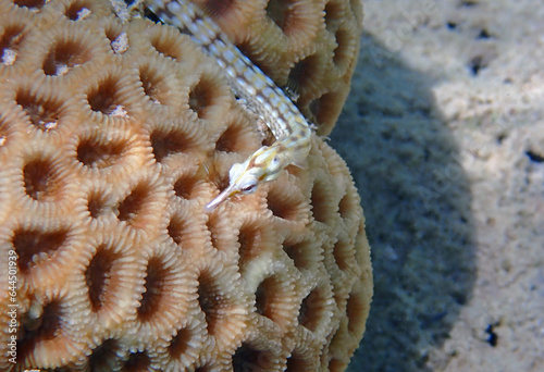 Underwater photo of yellow-banded pipefish - (Corythoichthys flavofasciatus) photo