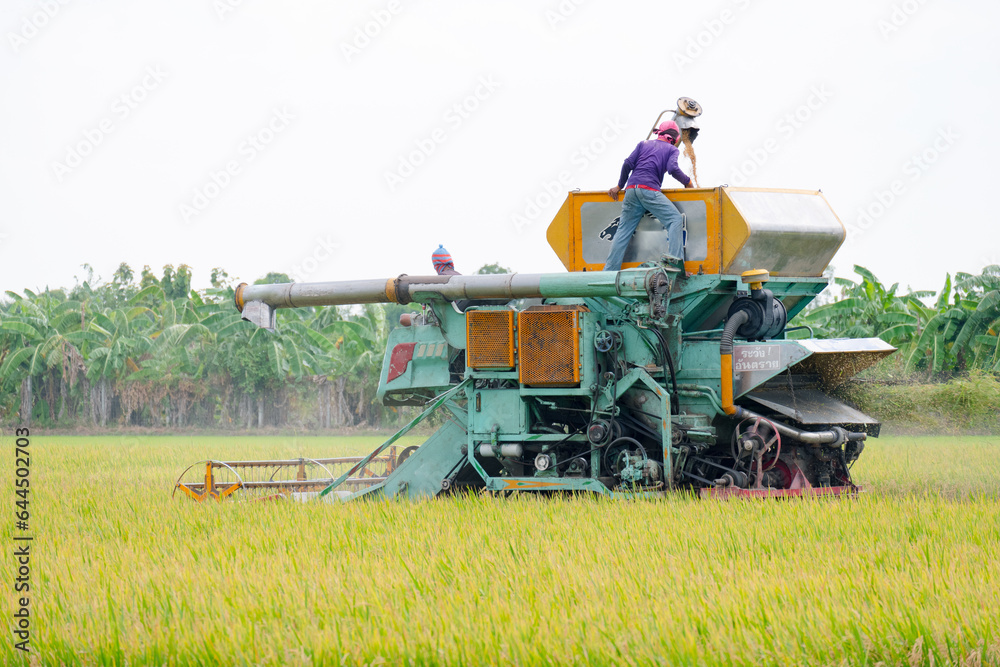 Fototapeta premium Rice harvester in the rice fields.