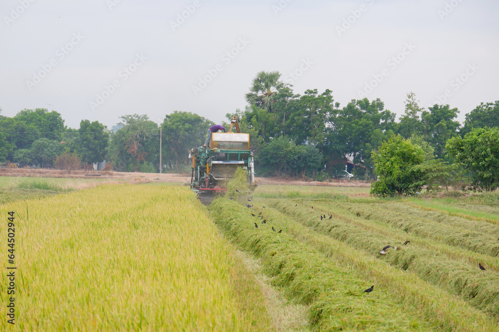 Farmers are harvesting rice in the fields. Farmers are harvesting rice in the fields.