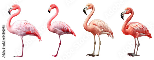 set of flamingo birds isolated on a transparent background, PNG flamingo birds .
