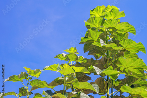 Paulownia elongata Tree, Oxytree. Beautiful fast growing trees with big leaves against blue sky. Montenegro photo