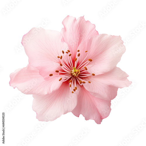 beautiful sakura flower isolated on white © Tidarat