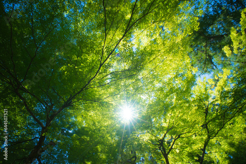 福井 夏の永平寺を彩る美しいもみじと太陽の光