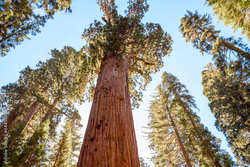 Fototapeta premium Low angle view of giant sequoias on a sunny autumn day
