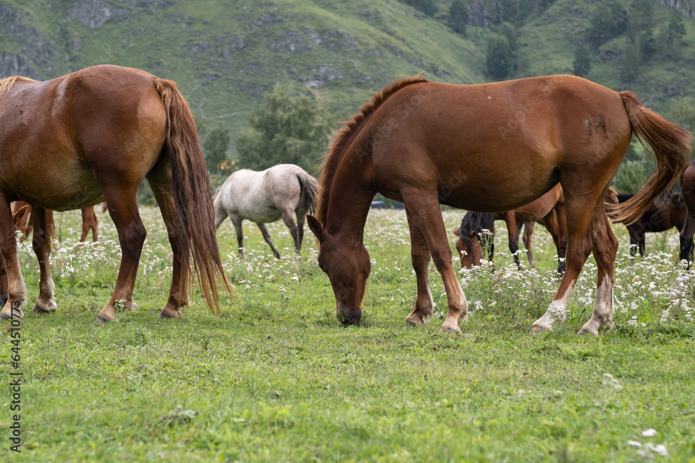 A group of different horses are grazing in the mountains in a summer pasture. Horses eat grass in the meadow. A group of different horses are grazing in the mountains in a summer pasture. Horses eat grass in the meadow.