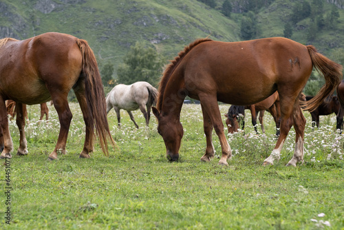 A group of different horses are grazing in the mountains in a summer pasture. Horses eat grass in the meadow.