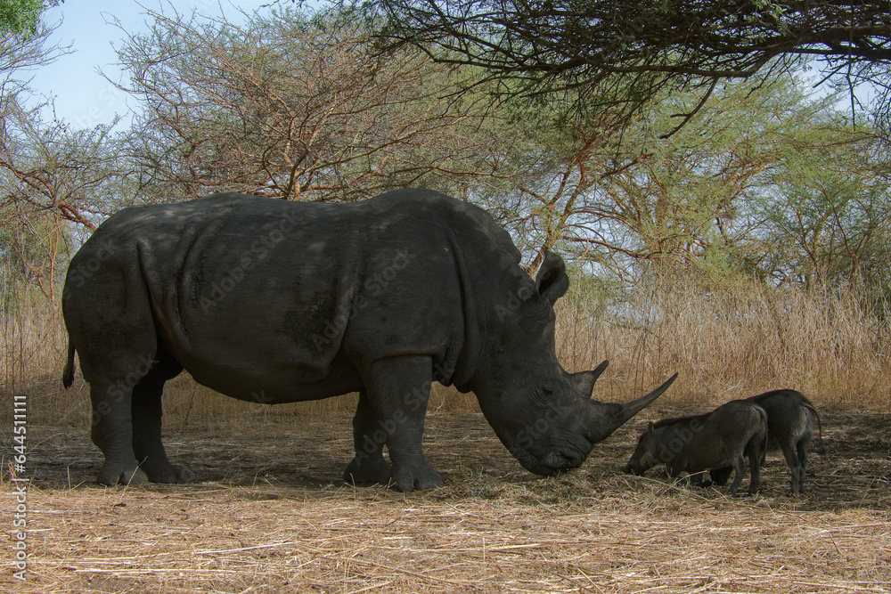 Fototapeta premium Rhinocéros et phacochères