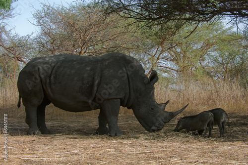 Rhinoc  ros et phacoch  res