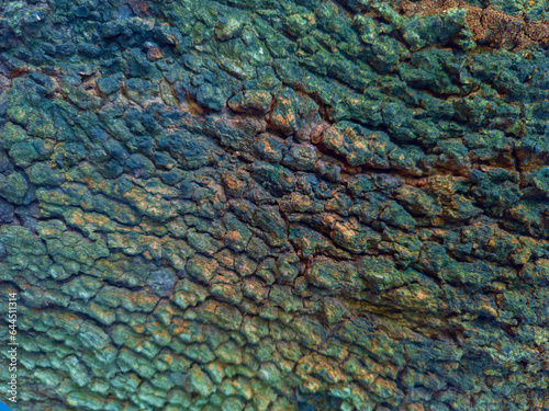 Closeup colorful bark texture in full frame. Selective focus.