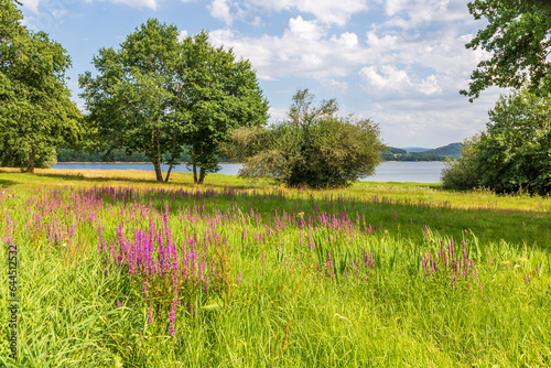 Berges fleurries du lac de Pannecière, dans le Morvan