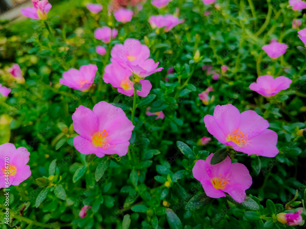 beautiful night roses seem to grow at dawn around the housing beautiful night roses seem to grow at dawn around the housing
