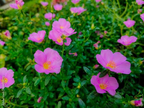 beautiful night roses seem to grow at dawn around the housing