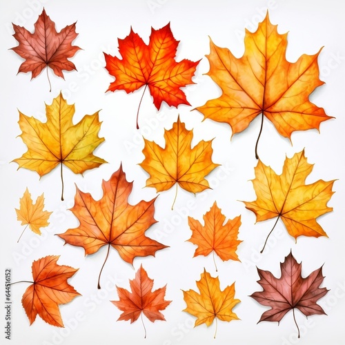 Autumn maple leaf in orange beauty of nature isolated on a white background