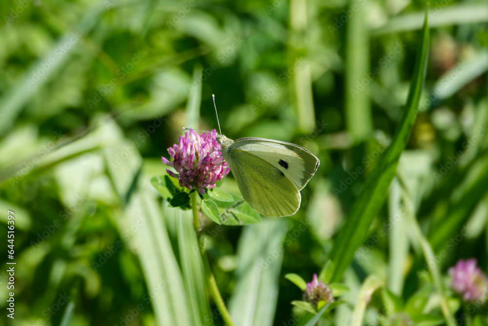 Large white butterfly (Pieris brassicae) perched on pink flower in Zurich, Switzerland Large white butterfly (Pieris brassicae) perched on pink flower in Zurich, Switzerland
