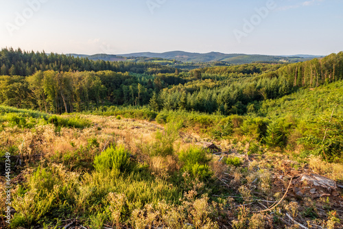 Clairière dans la forêt du Morvan