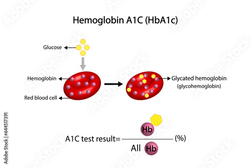 Hemoglobin A1C, HbA1c test , HbA1c levels, Glucose sticks to hemoglobin, glycated hemoglobin, up to 120 days. A1C Blood Sugar Test, Diabetes Mellitus, Infographic, Vector illustration.