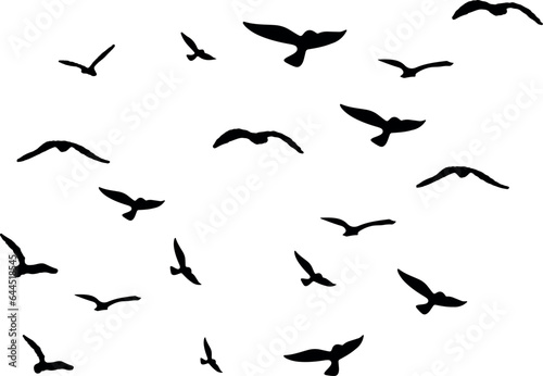 birds in flight 