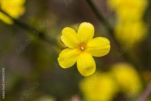 Primrose Jasmine or Jasminum mesnyi, bright yellow flowers, close up. Japanese or Chinese jasmines is woody vine, deciduous shrub, evergreen © Anna