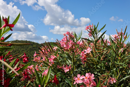 Beautiful small Oleander flowers. a poisonous evergreen shrub that is widely grown in warm countries for its clusters of white, pink, or red flowers.