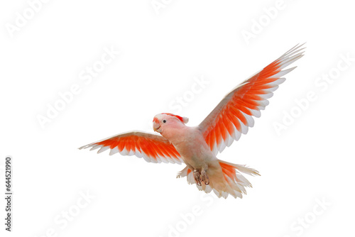 Beautiful of Major Mitchell's Cockatoo flying isolated on transparent background png file