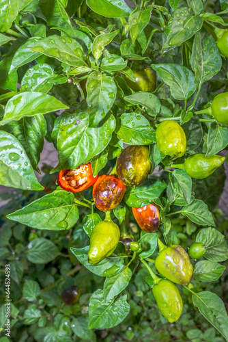 Sweet piquanté pepper plant (Capsicum baccatum), Cape Town, Africa photo