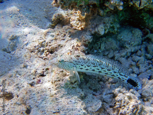 Speckled sandperch fish - Parapercis hexophtalma photo