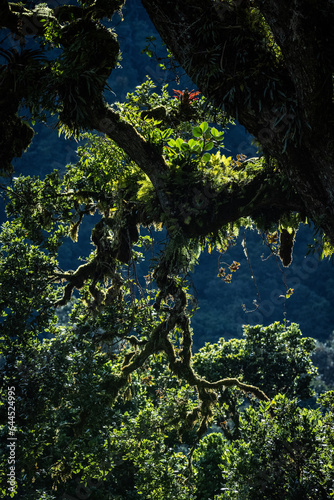 Tropikalny las  © bluegaffer
