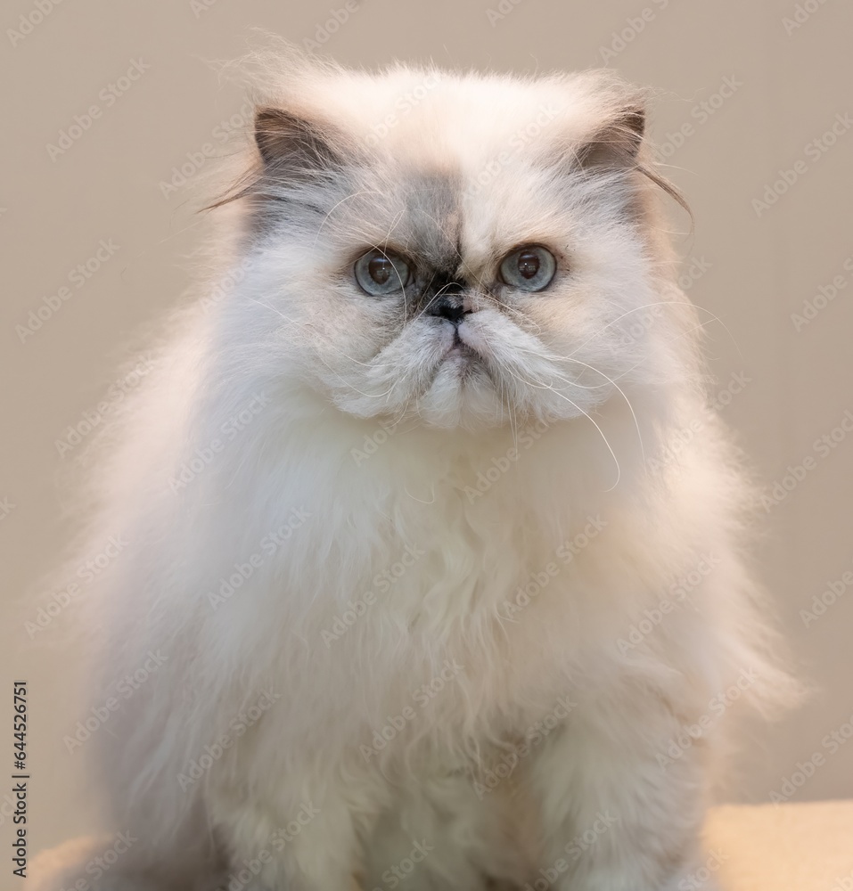 A portrait of a persian cat