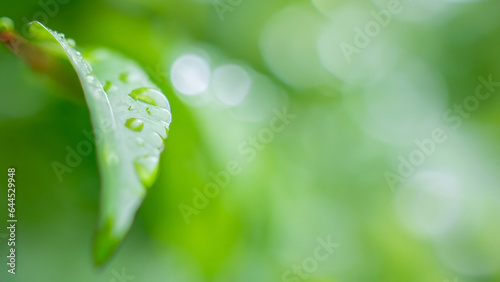 Dreamy blurry romantic floral macro photo background with leaves and beautiful flowers as concept of blossom garden and nature organic life