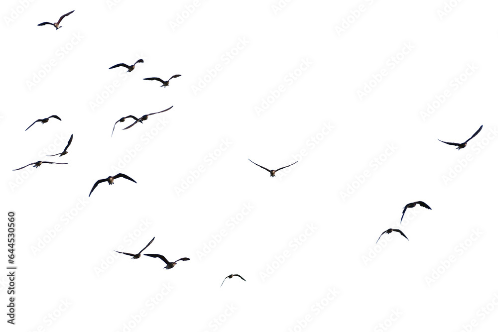A real photo of a bird in flight on a transparent background. - obrazy, fototapety, plakaty 