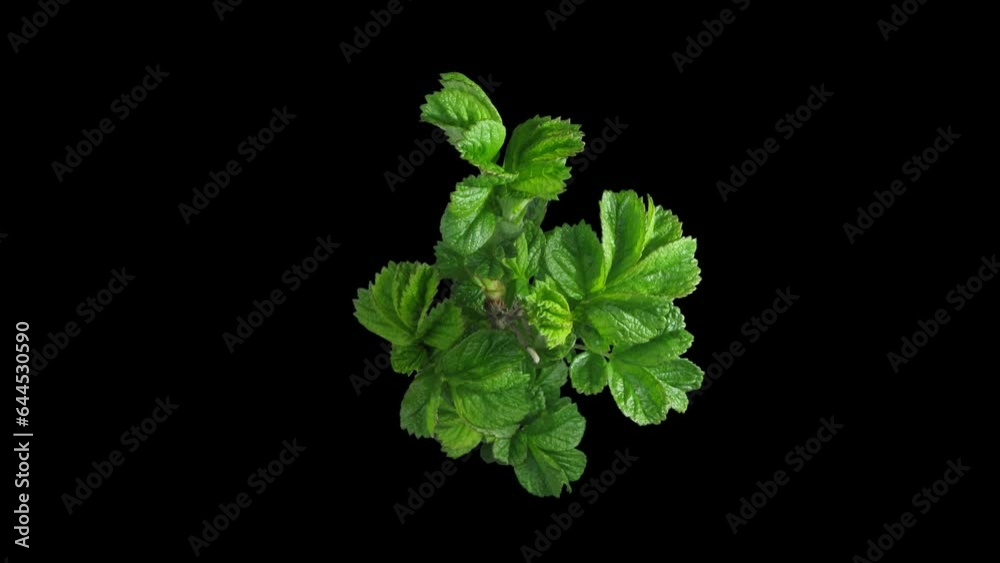 Phototropism effect in growing rosa rubiginosa plant with ALPHA transparency channel isolated on black background. Displays the move of plant leaves to the direction of light source