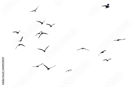 A real photo of a bird in flight on a transparent background.