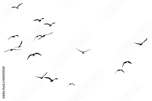 A real photo of a bird in flight on a transparent background. © I LOVE PNG