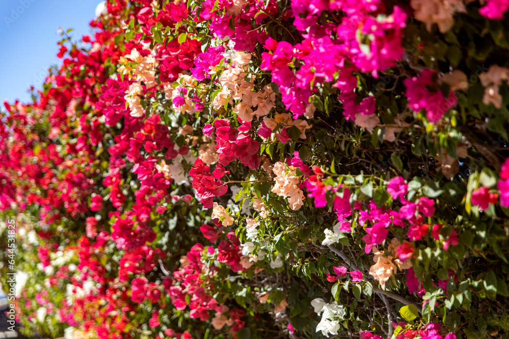 Bougainvillea mural which is a climbing plant that grows in caliphate and desert environments, without the need for water and with beautiful colors. Bougainvillea mural which is a climbing plant that grows in caliphate and desert environments, without the need for water and with beautiful colors.