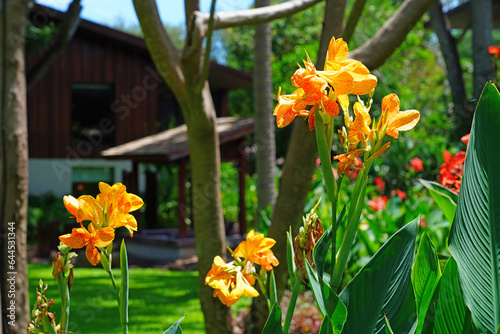 Colorful tropical Canna lily flowers in Thailand