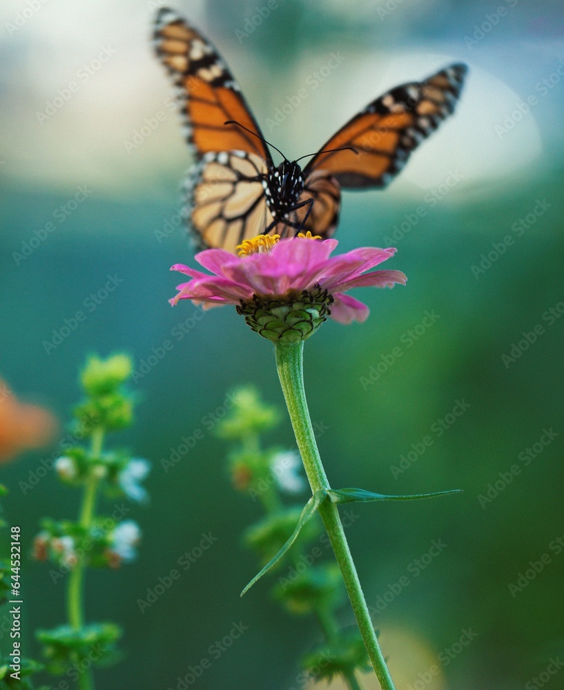 Obraz premium butterfly and flower