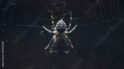 Creepy large spider under lit symmetrical