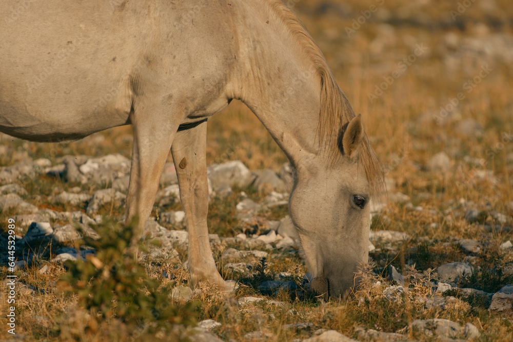 White Wild Horse Grazing on Mostar Plateau White Wild Horse Grazing on Mostar Plateau
