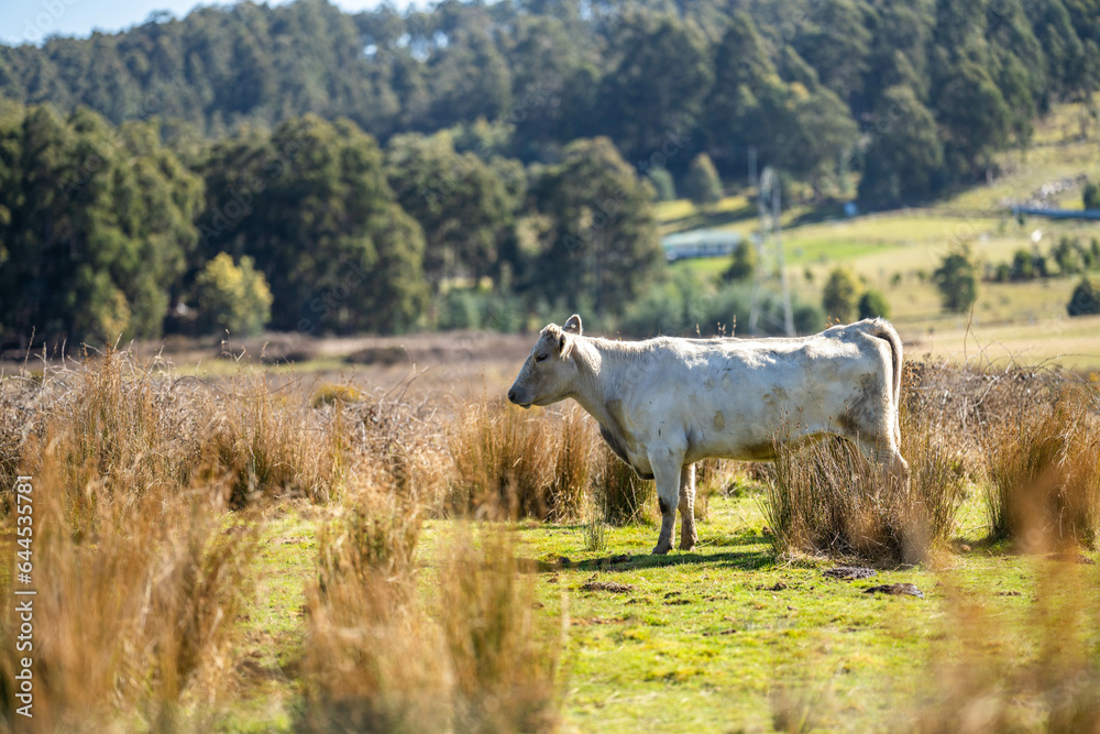 murray grey cows on a farm in australia murray grey cows on a farm in australia