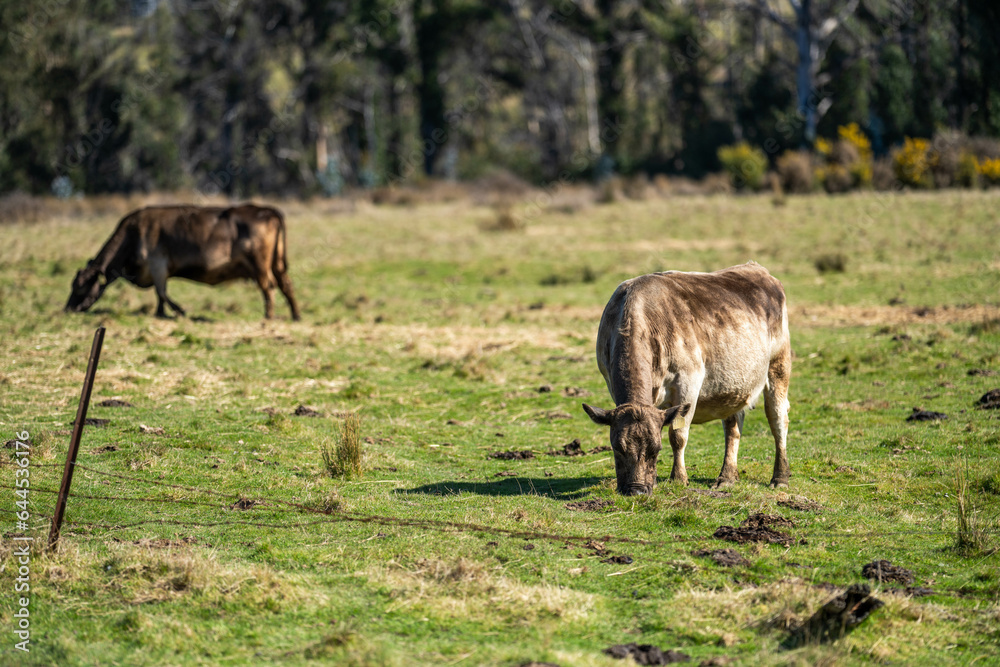 Fototapeta premium beef cows in a paddock free range