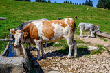 Dolomiti, Trentino, mucche al pascolo