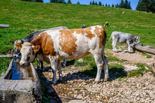 Dolomiti, Trentino, mucche al pascolo photo