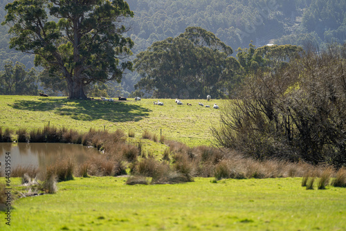 Fototapeta Naklejka Na Ścianę i Meble -  murray grey cows on a farm in australia