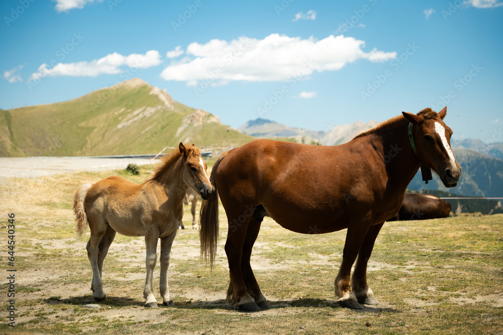 Obraz premium Chevaux Andorre Arcalis Sommet montagne